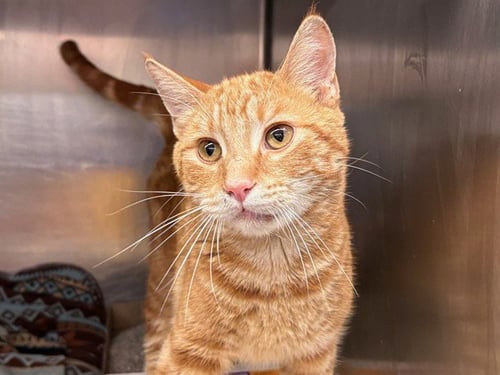 JELLO - Domestic Short Hair available for adoption