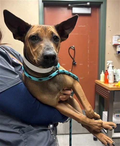 DAPHNE - Mexican Hairless available for adoption