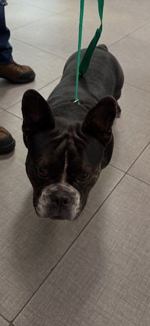 UNKNOWN - French Bulldog available for adoption