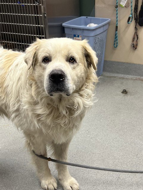 MAYONNAISE - Great Pyrenees available for adoption