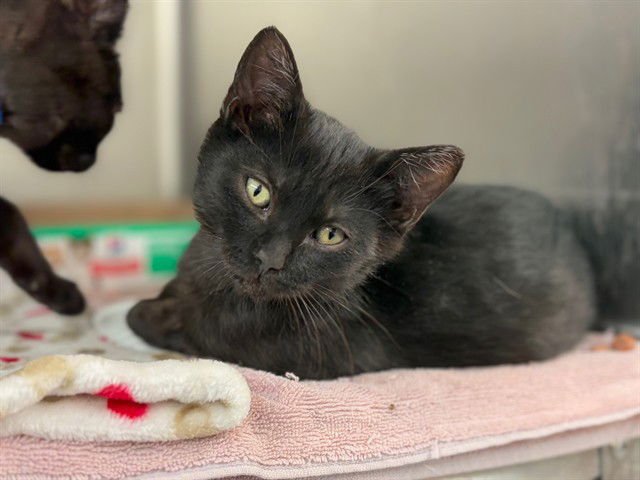 FREDDY - Domestic Short Hair available for adoption