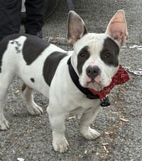 CLYDE - Photo 1