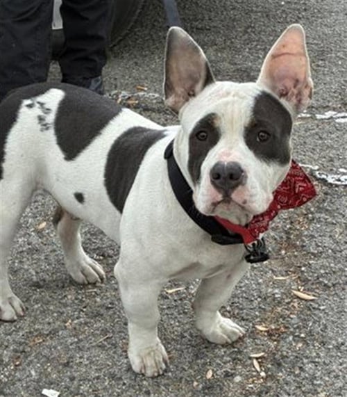CLYDE - Pit Bull Terrier / Basset Hound available for adoption