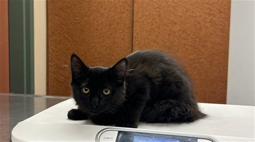 ALEJANDRO - Domestic Short Hair available for adoption