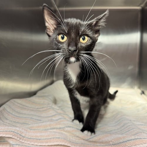 NOCTURNE - Domestic Short Hair available for adoption