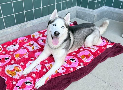 KYLO - Siberian Husky available for adoption