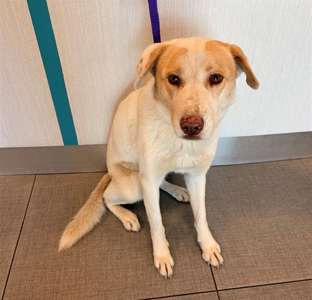 BINDI - Labrador Retriever / Australian Cattle Dog/Blue Heeler available for adoption