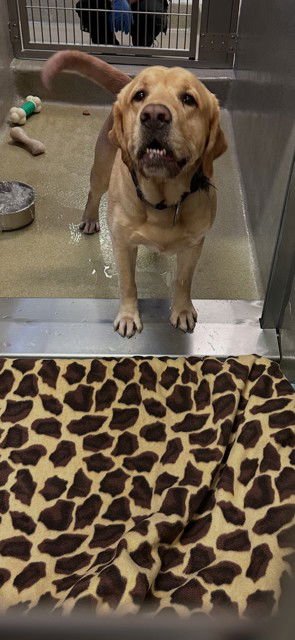 NATHAN - Labrador Retriever available for adoption