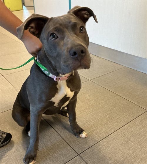 DAISY - American Pit Bull Terrier available for adoption