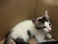 HUDSON - Photo 1