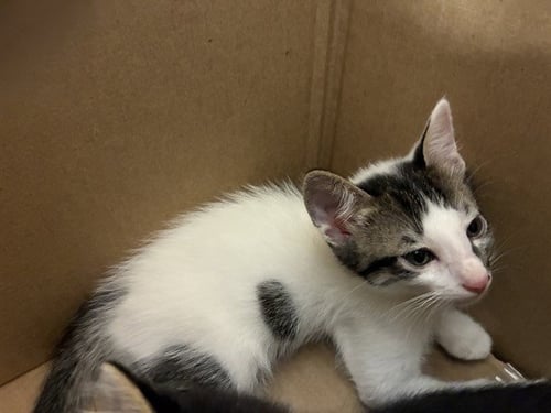 HUDSON - Domestic Short Hair available for adoption