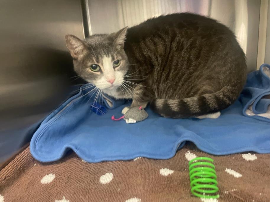 IRIS - Domestic Short Hair available for adoption