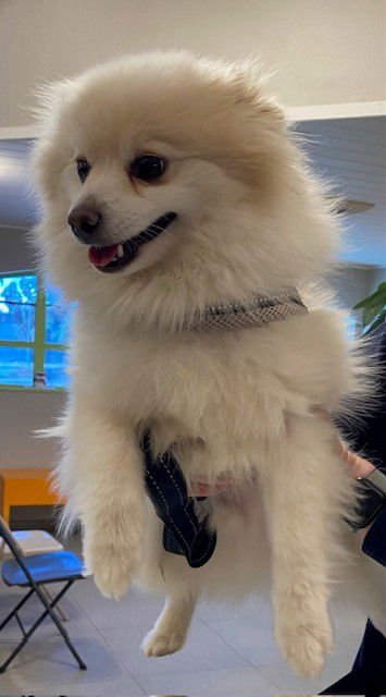 GIZMO - Pomeranian available for adoption