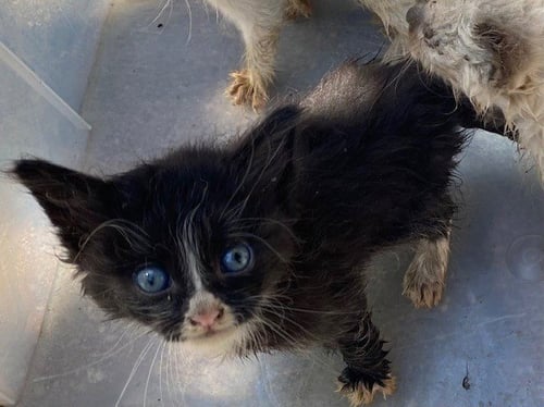 UNKNOWN - Domestic Short Hair available for adoption