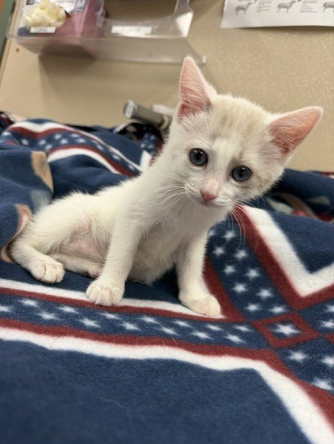 MOXIE - Domestic Short Hair available for adoption