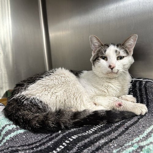 ZORO - Domestic Short Hair available for adoption