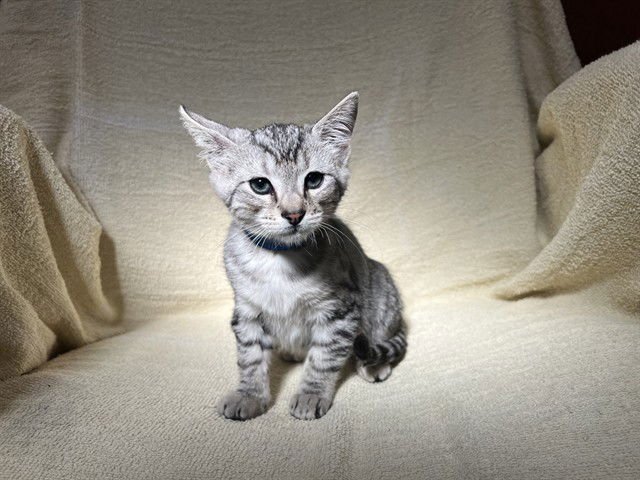 GUNNAR - Domestic Short Hair available for adoption