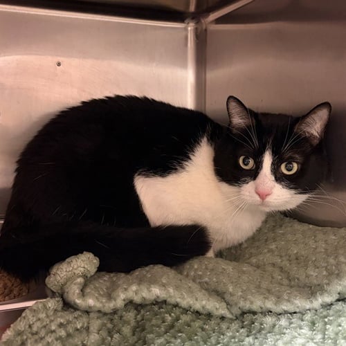 A781635 - Domestic Short Hair available for adoption