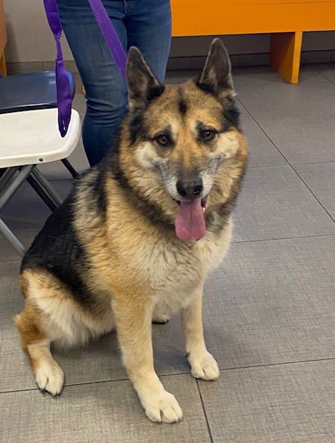 BROOKE - German Shepherd Dog available for adoption