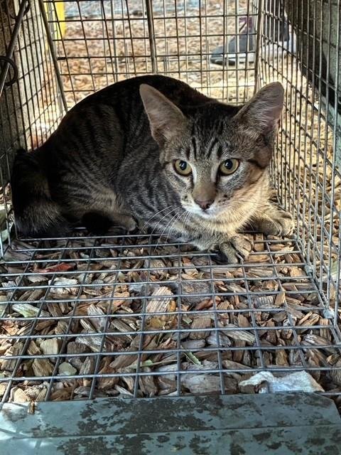 BASE LINE 5 - Domestic Short Hair available for adoption