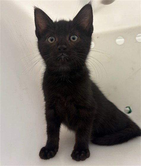 NYX - Domestic Short Hair available for adoption