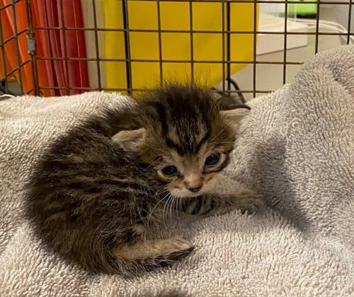 UNKNOWN - Domestic Short Hair available for adoption