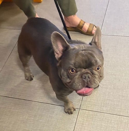 UNKNOWN - French Bulldog available for adoption