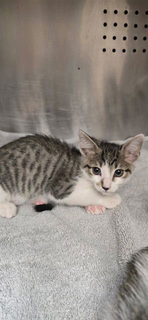 HONEYBUN - Domestic Short Hair available for adoption