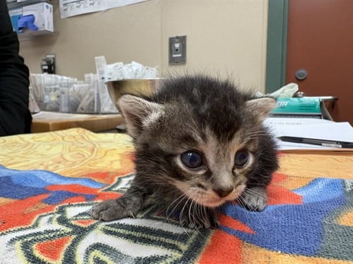 MERLIN - Domestic Short Hair for adoption in Ontario