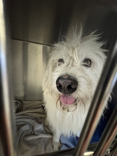 BONES - Tibetan Terrier available for adoption
