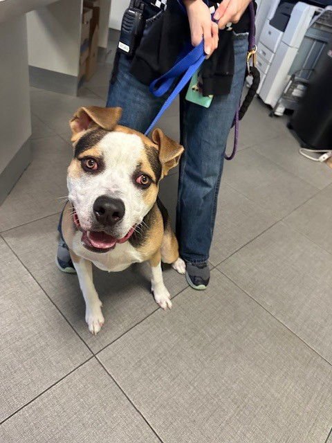 YOSHI - Pit Bull Terrier available for adoption