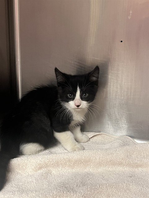 CULINARY 6 - Domestic Short Hair available for adoption