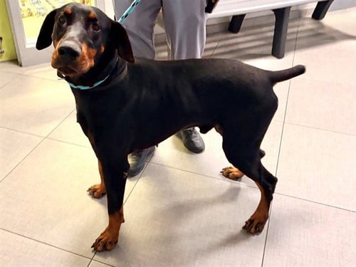 KNOX - Doberman Pinscher available for adoption