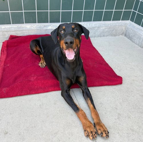 KNOX - Doberman Pinscher available for adoption