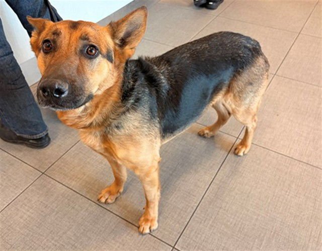 SHASTA - German Shepherd Dog available for adoption