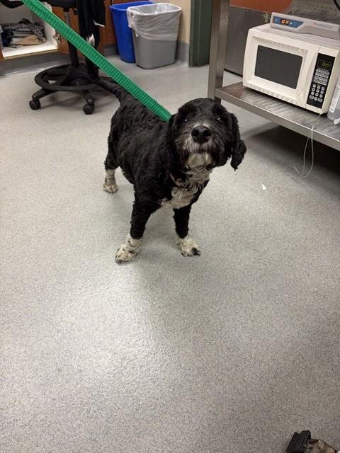 NOODLE - Cocker Spaniel / Poodle (Miniature) available for adoption