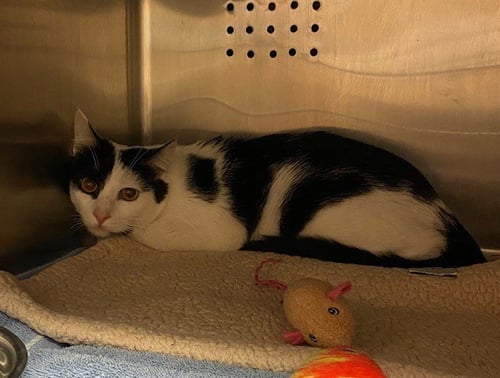 HUNTER - Domestic Medium Hair available for adoption
