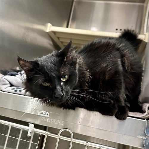 RUCKUS - Domestic Medium Hair available for adoption