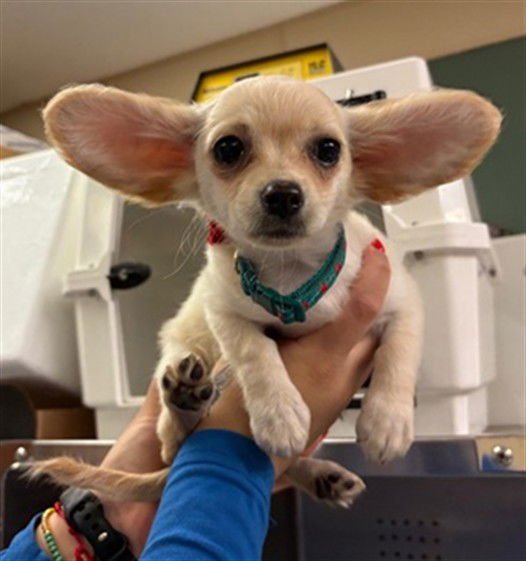 HOLLY - Poodle (Toy) available for adoption