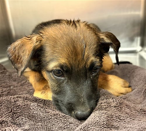 ASHTON - German Shepherd Dog available for adoption
