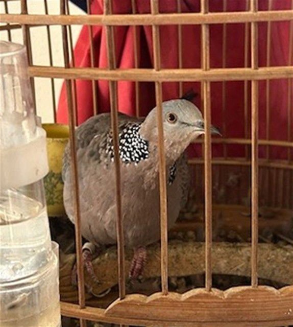 A777312 - Dove available for adoption