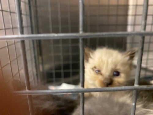 UNKNOWN - Siamese available for adoption