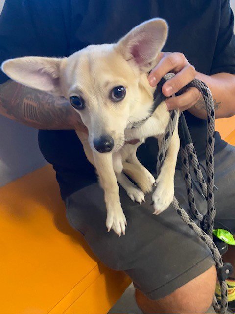 FENNEC - Chihuahua available for adoption