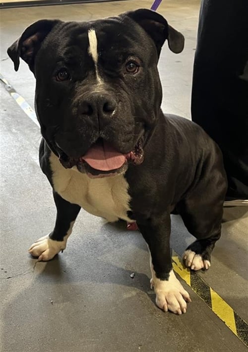 ROCKO - American Bulldog available for adoption