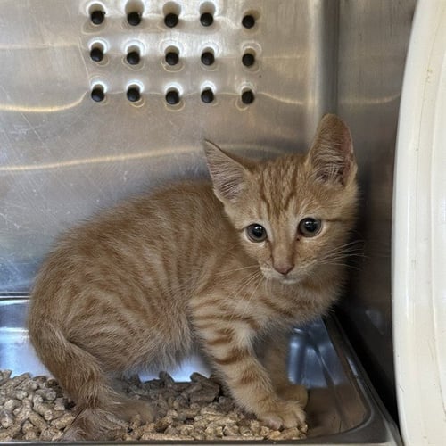 ARCO - Domestic Short Hair available for adoption