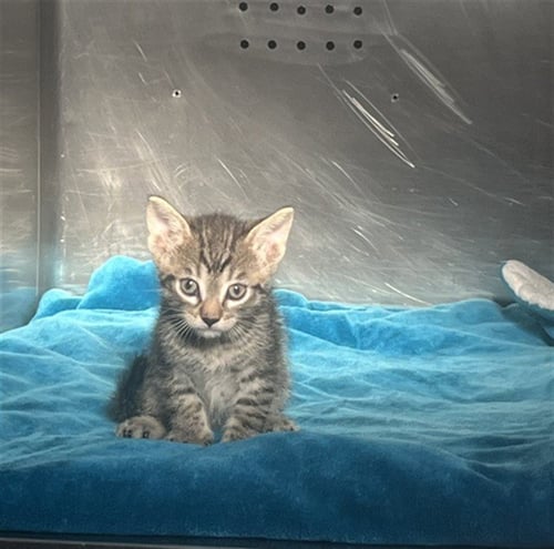 UNKNOWN - Domestic Short Hair available for adoption