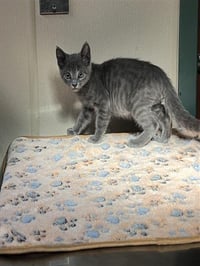 SAM - Photo 1