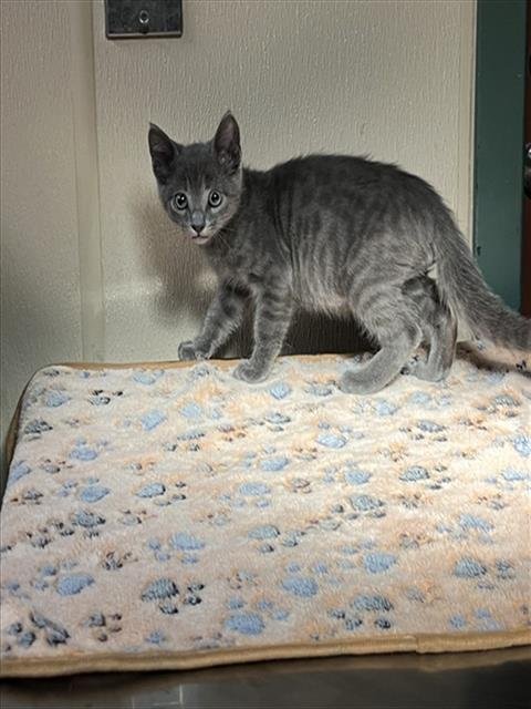 SAM - Domestic Short Hair available for adoption