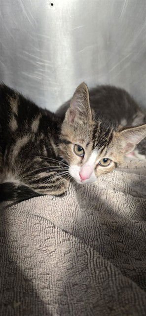 JERRY - Domestic Short Hair available for adoption