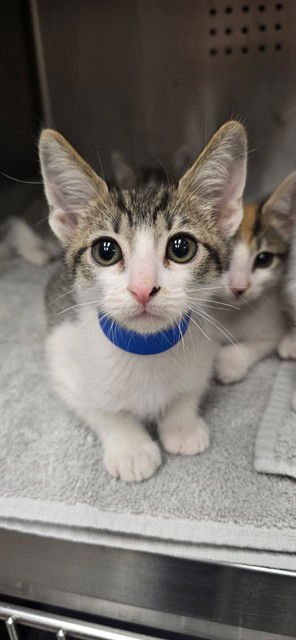 CUTIE PIE - Domestic Short Hair available for adoption